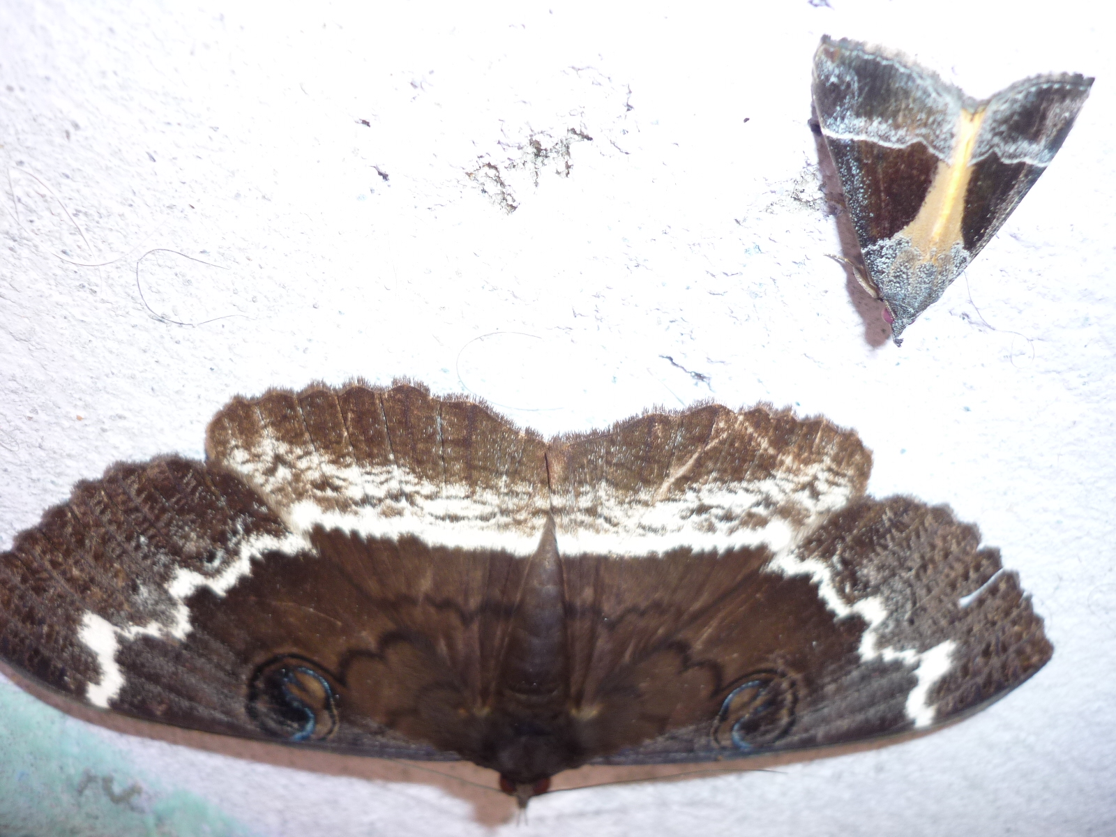 Moth or butterfly 18