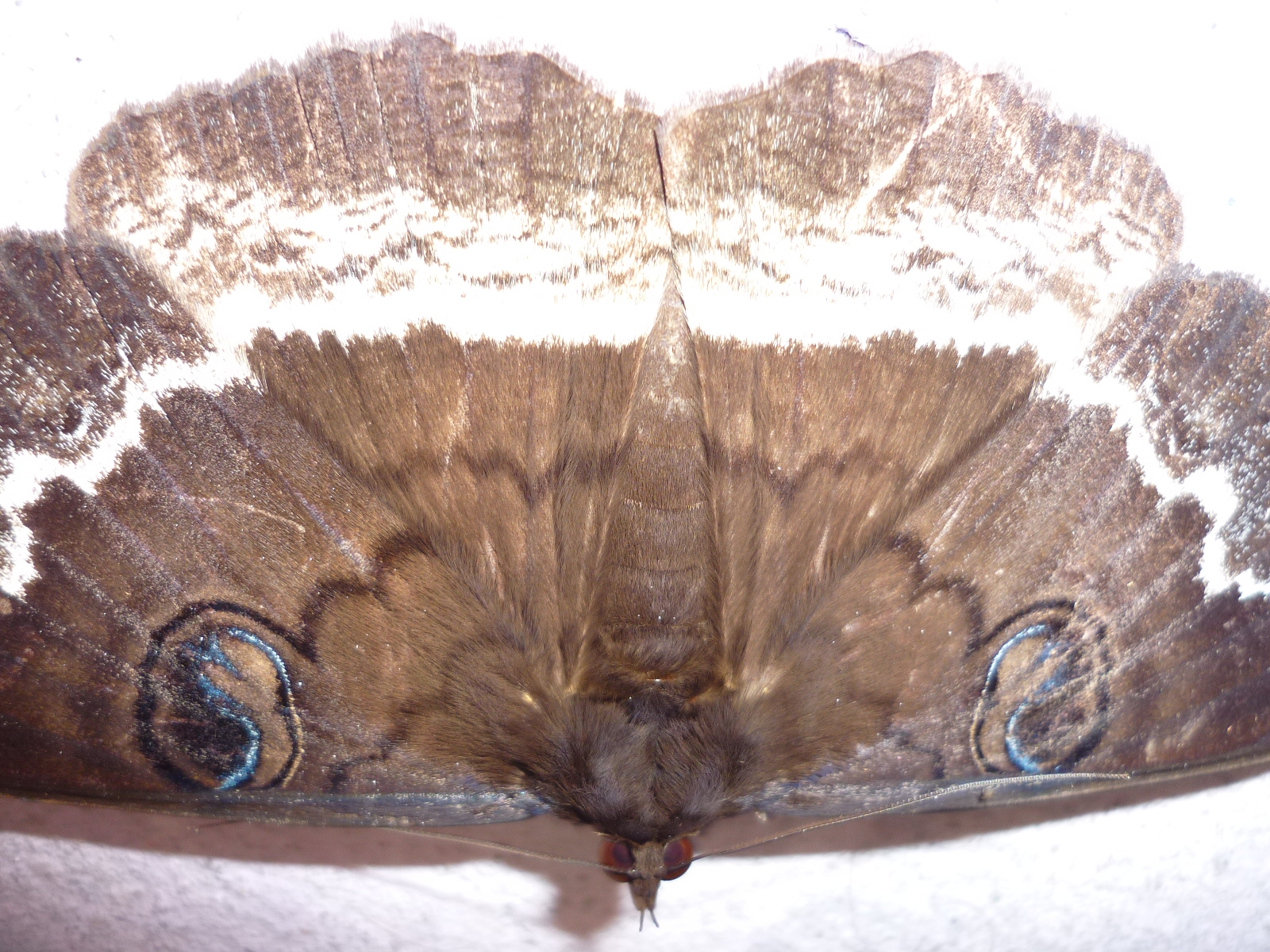 Moth or butterfly 17