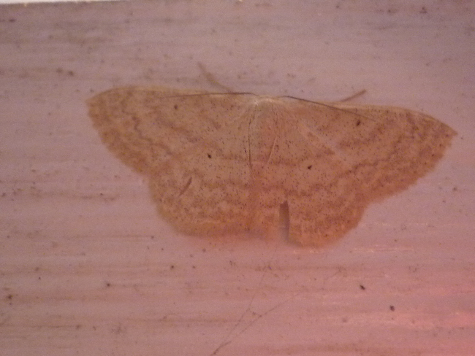 Moth or butterfly 13