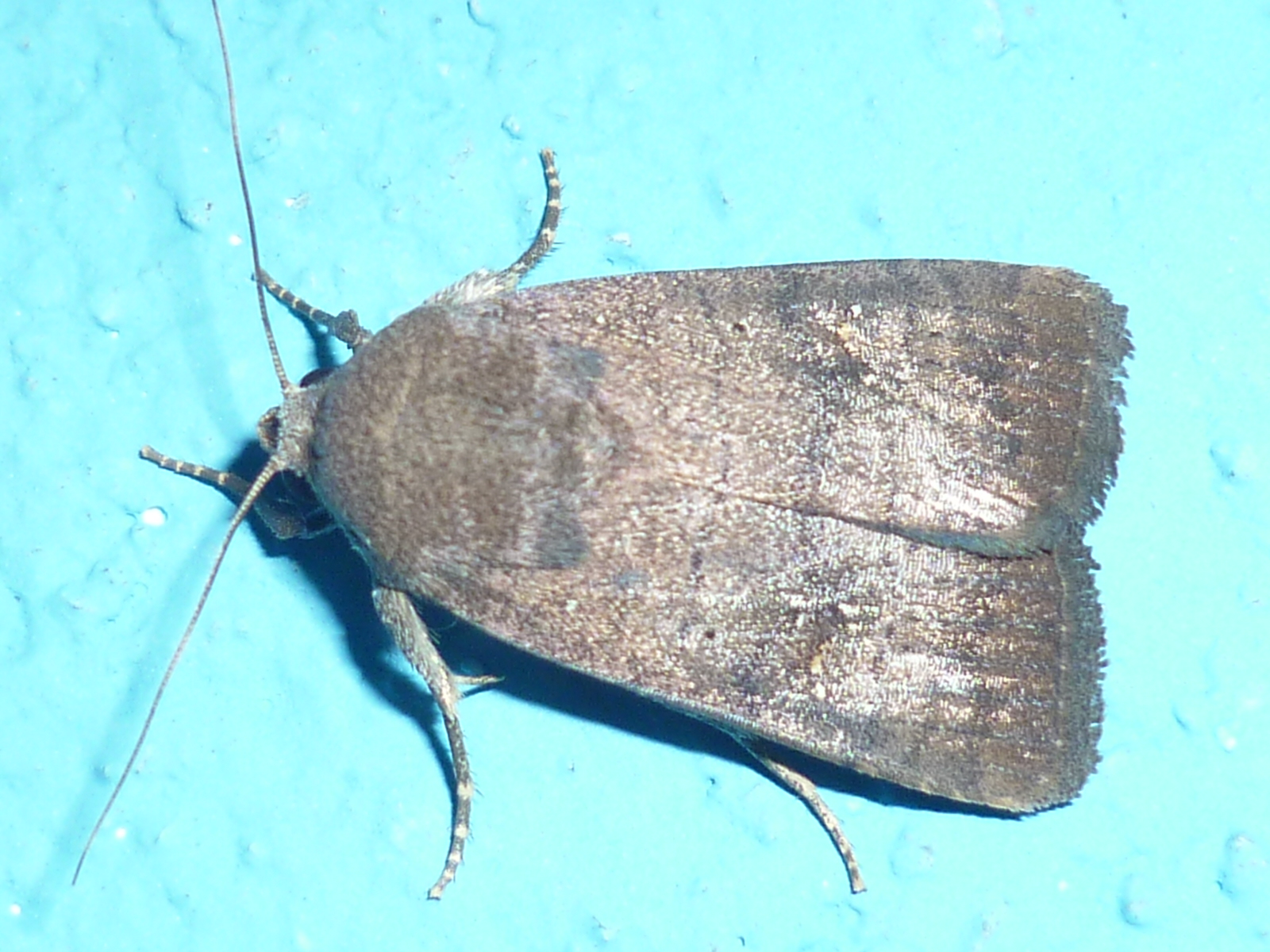 Moth or butterfly 12