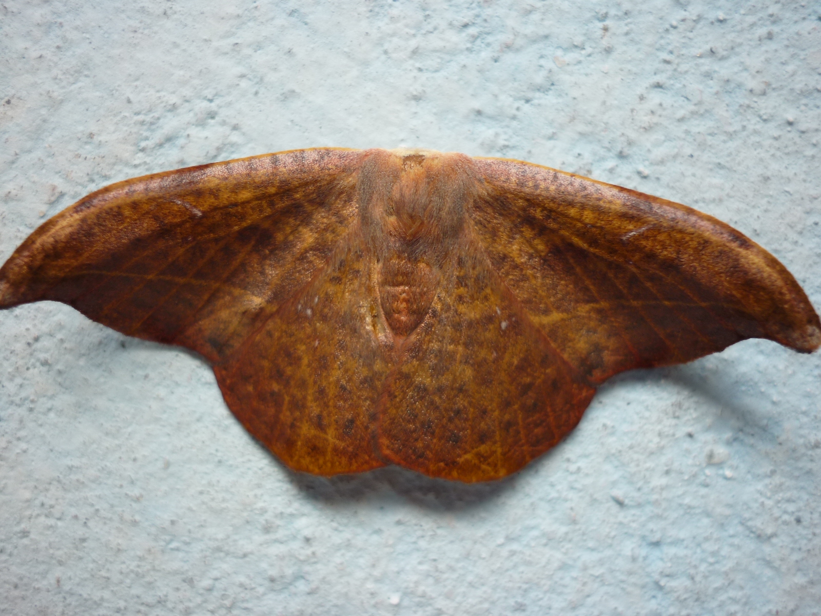 Moth or butterfly 22