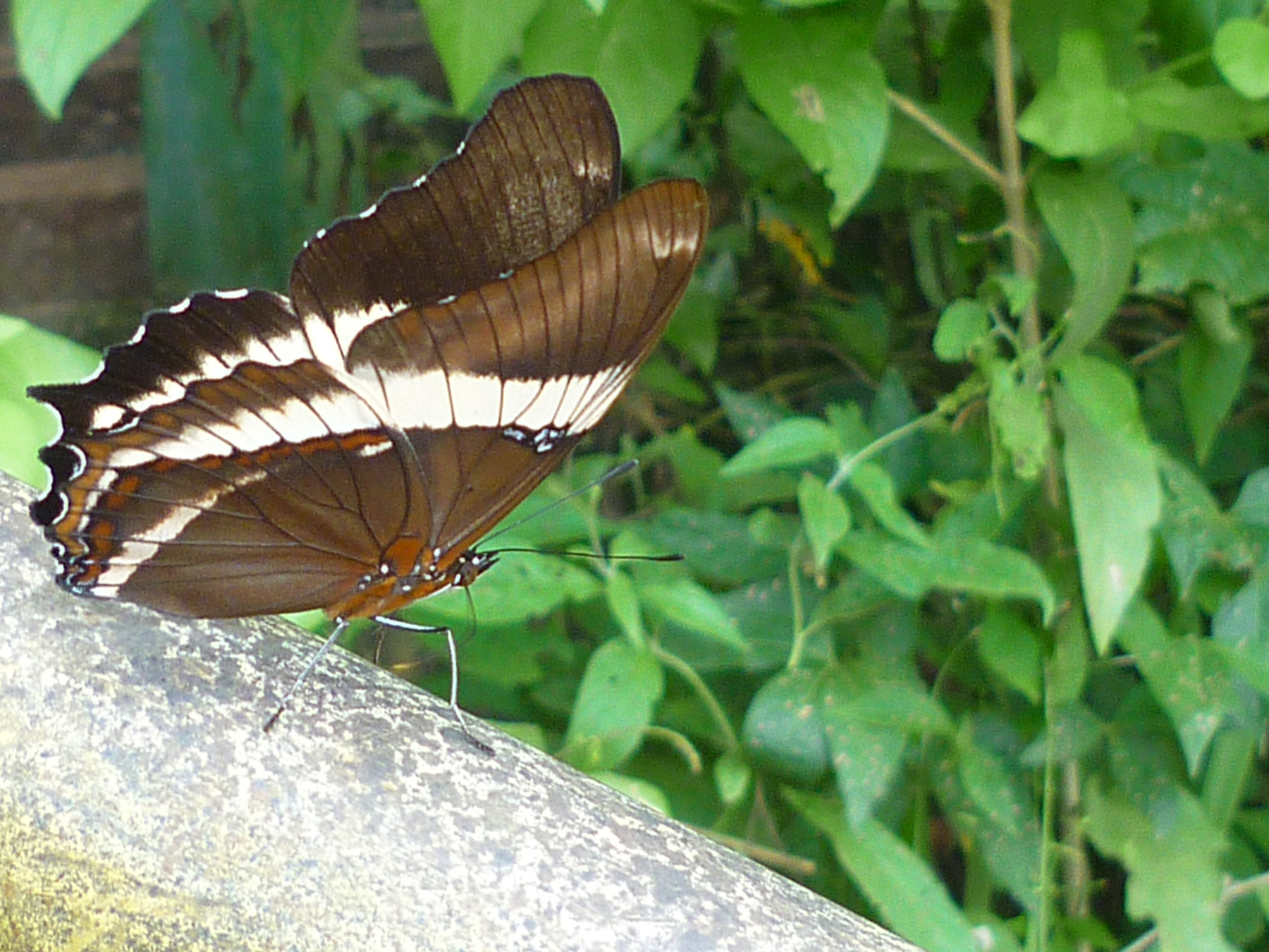 Moth or butterfly 25