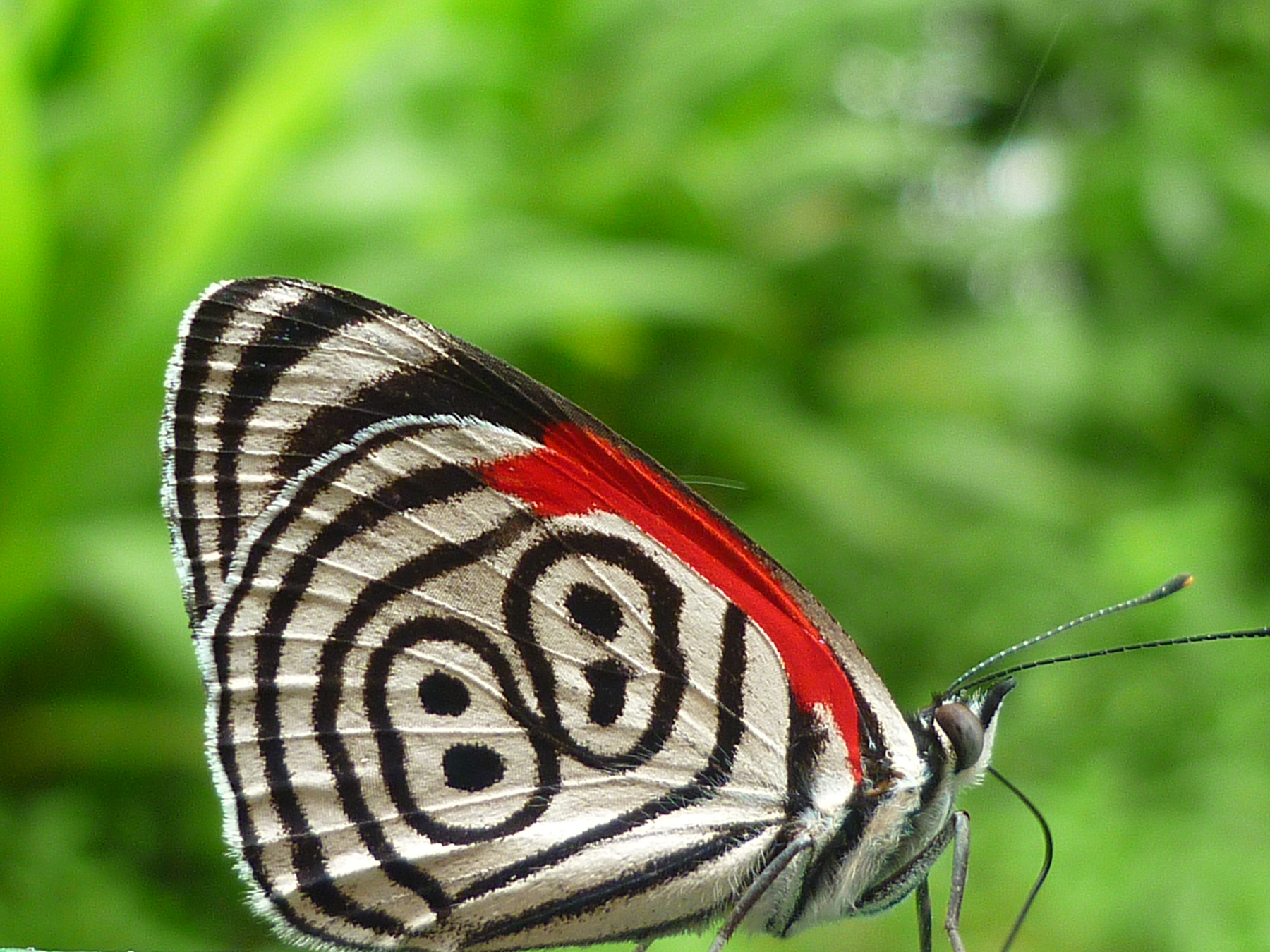 Moth or butterfly 35