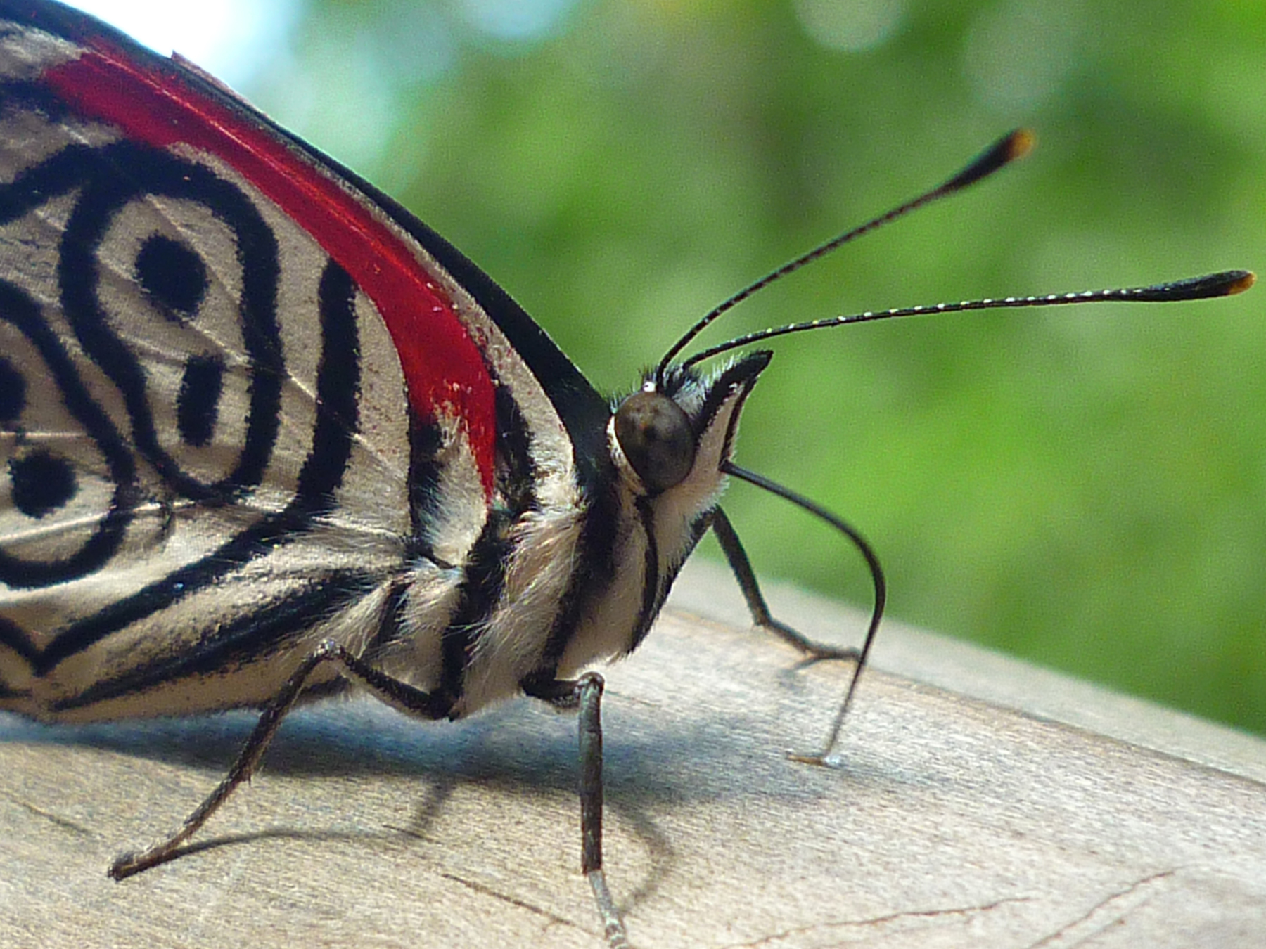 Moth or butterfly 34