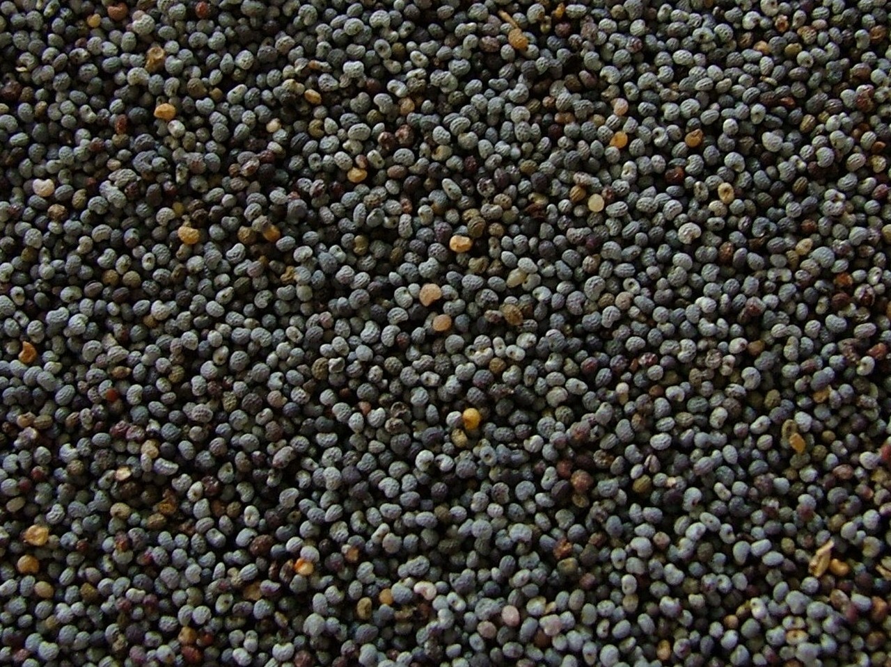 UAE controlled substances: Prison for poppy seeds